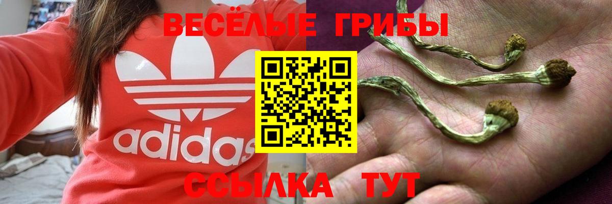 Междуреченск  Псилоцибиновые грибы Psilocybine cubensis  Вход с VPN 